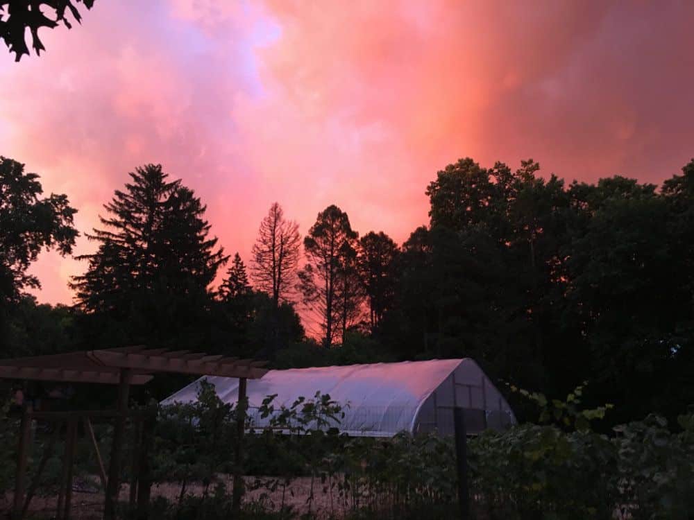 A pink sunset reflects down onto the hoop house.