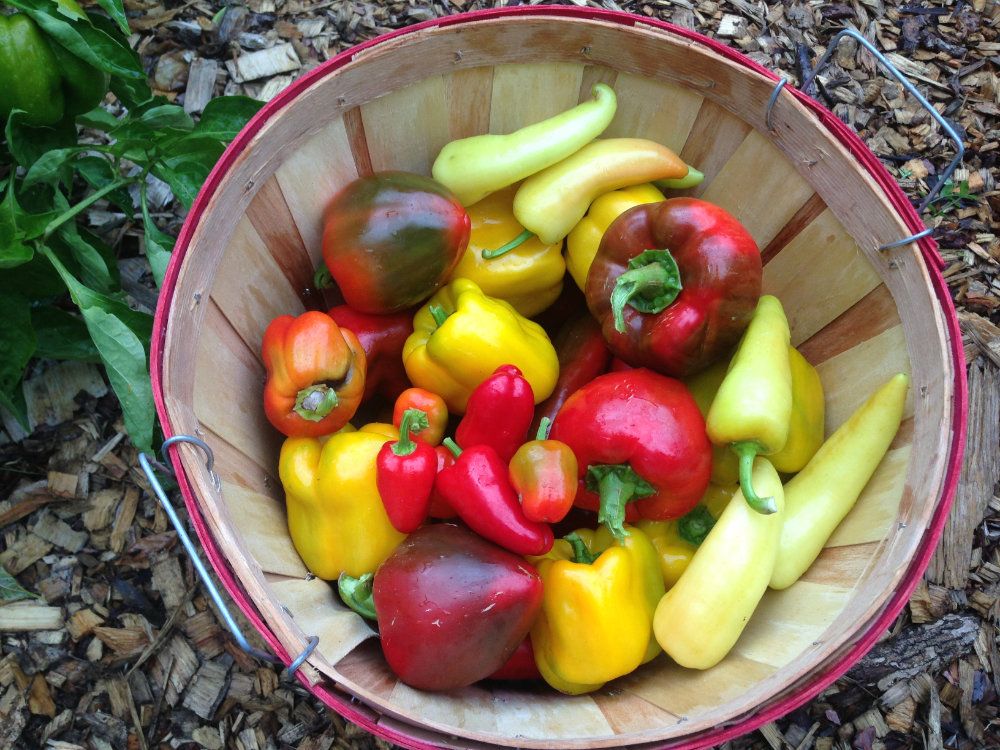 A basket of fresh home grown assorted peppers.
