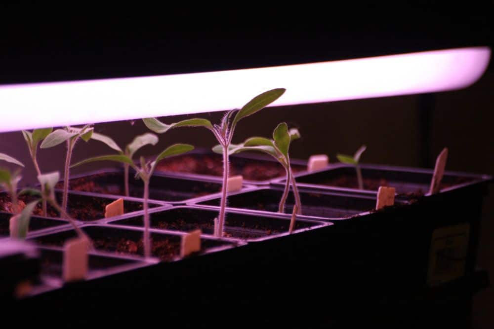 Baby plants growing indoors under purple lights.