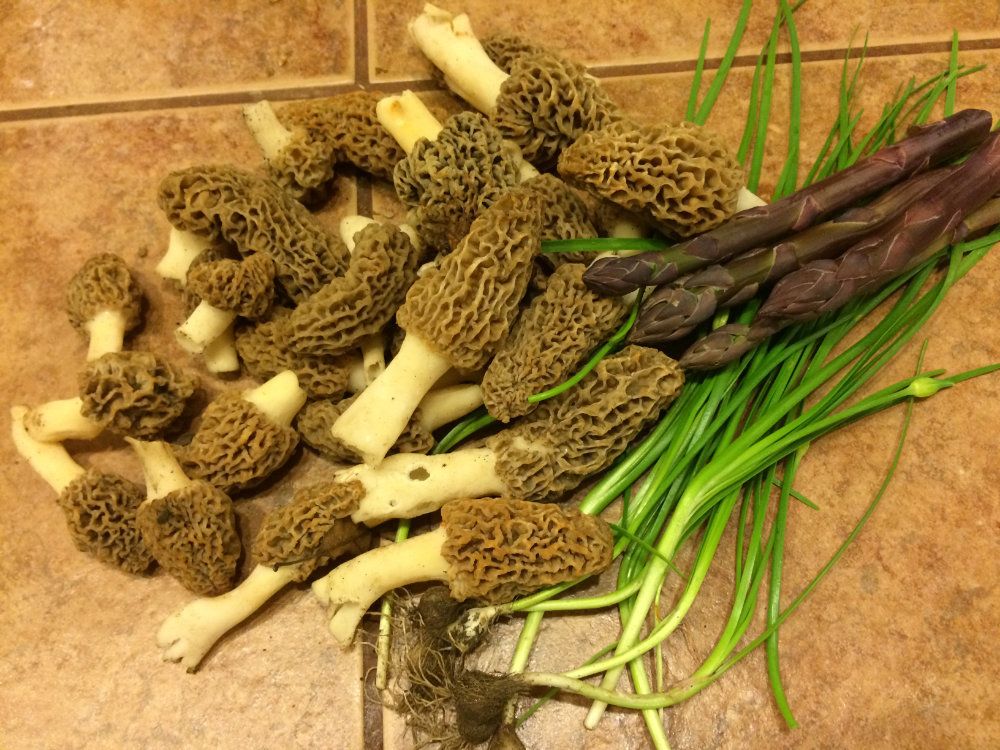 Morrell mushrooms, wild onions, and asparagus all found on Goldberry property.