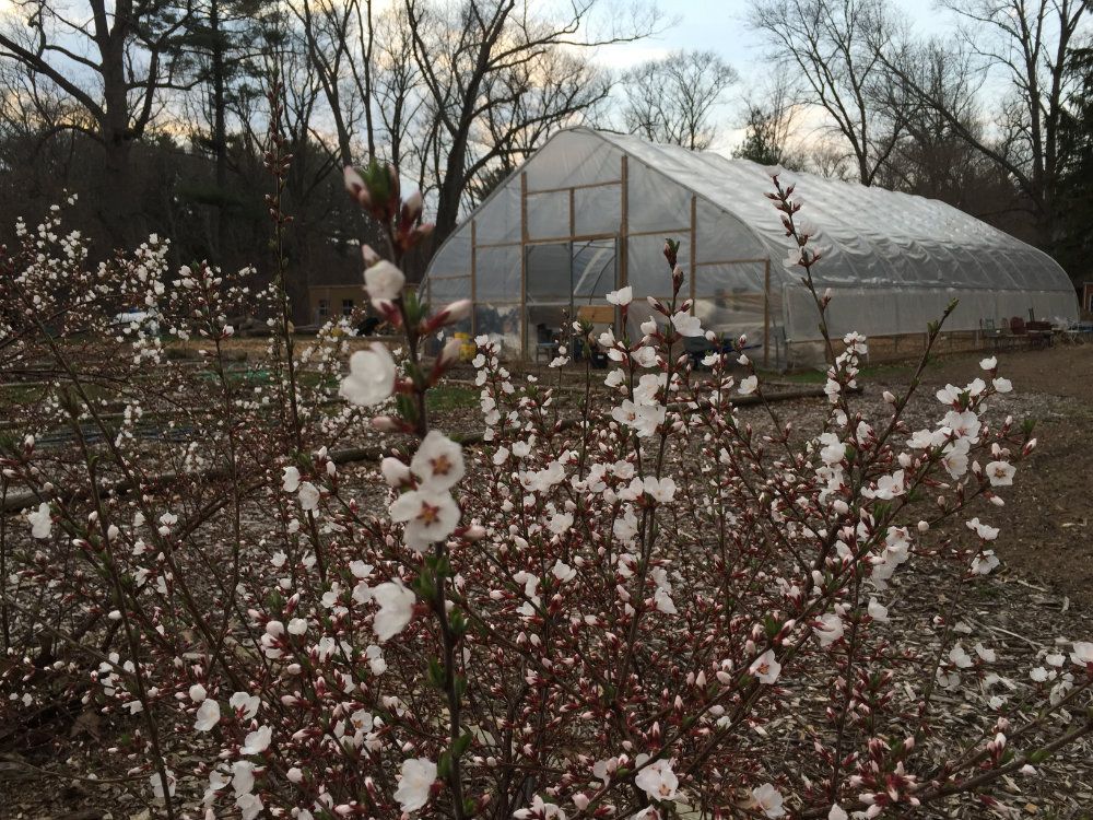 Pink flowers bloom in front of the hoop house.