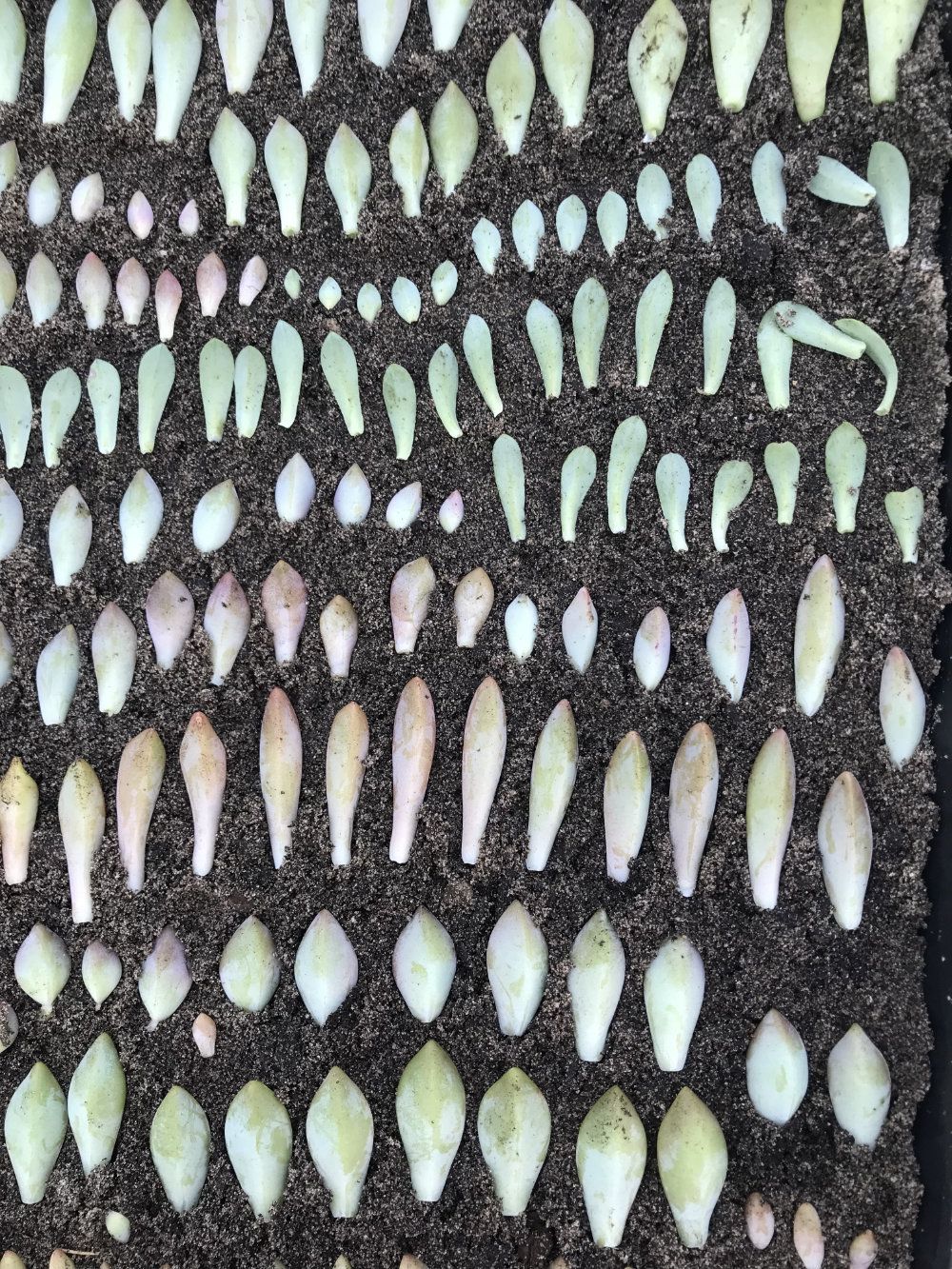 Succulent leaves lined up ready to take root in the dirt.