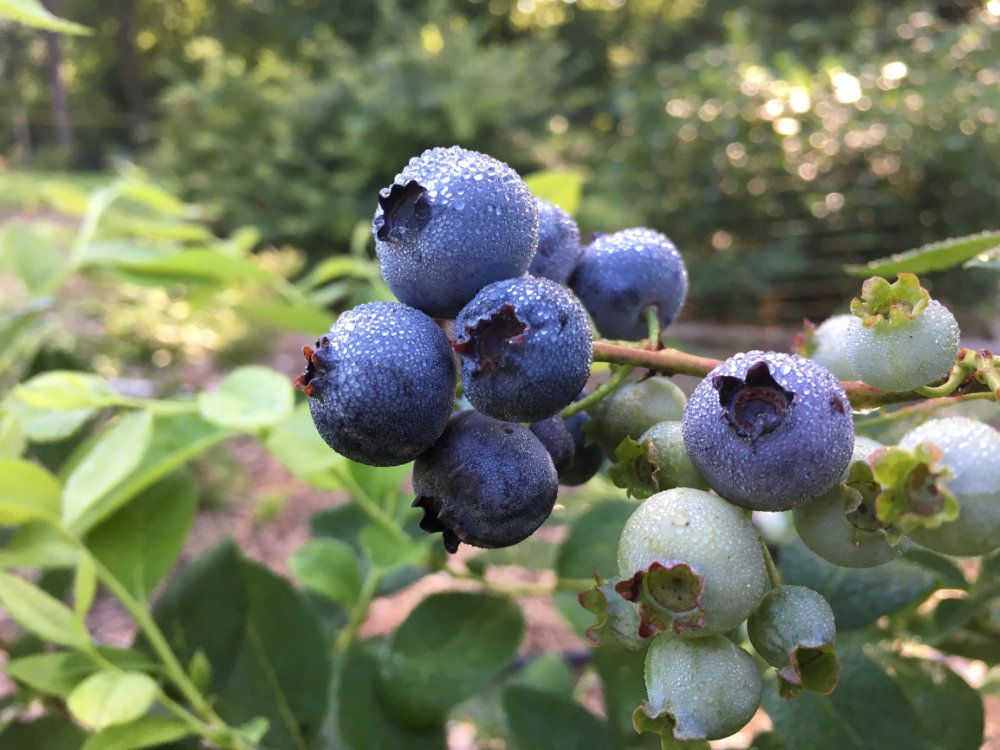 Blueberries growing on a bush.
