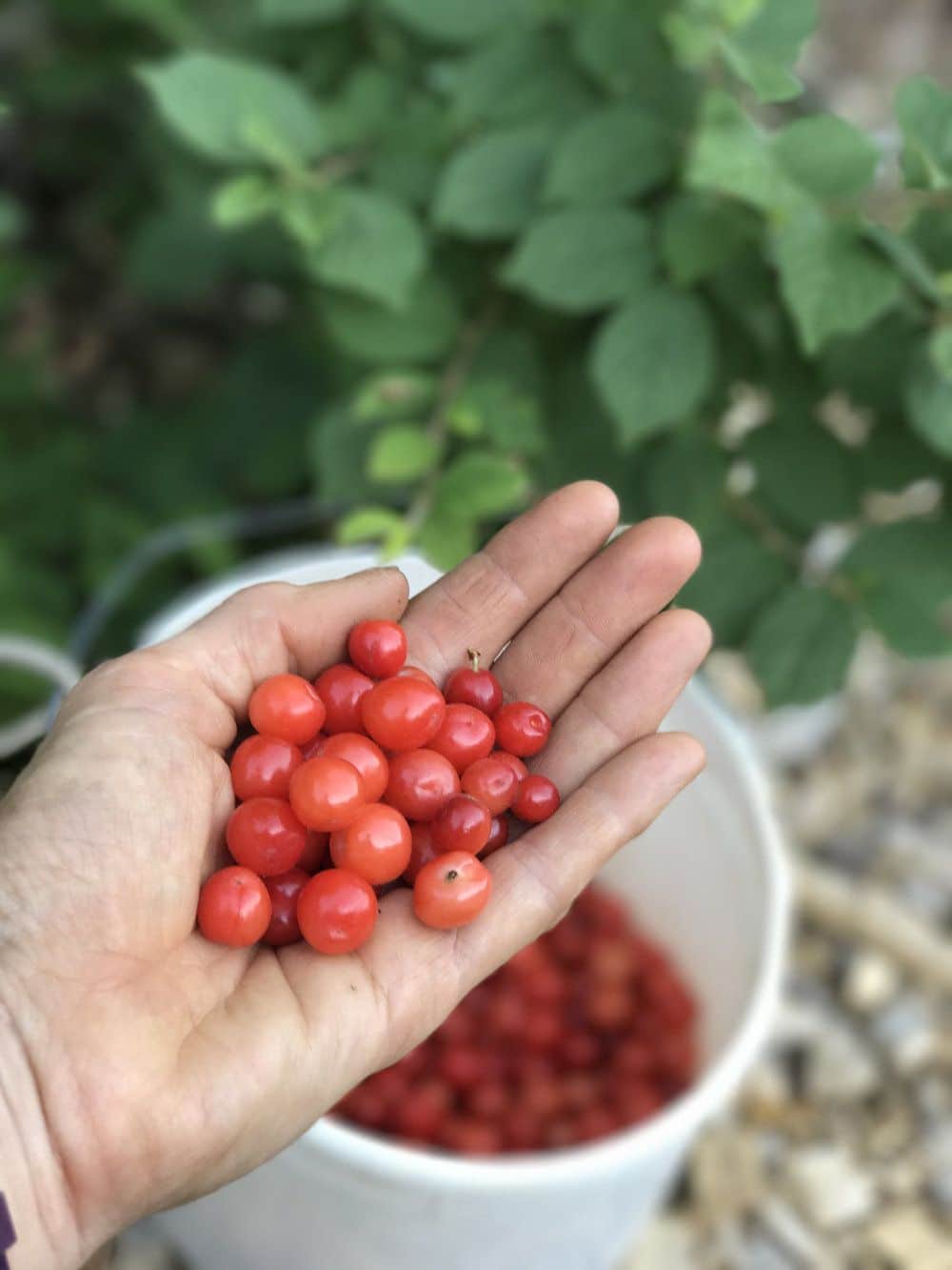 A hand holds freshly picked Goldberry cherries.
