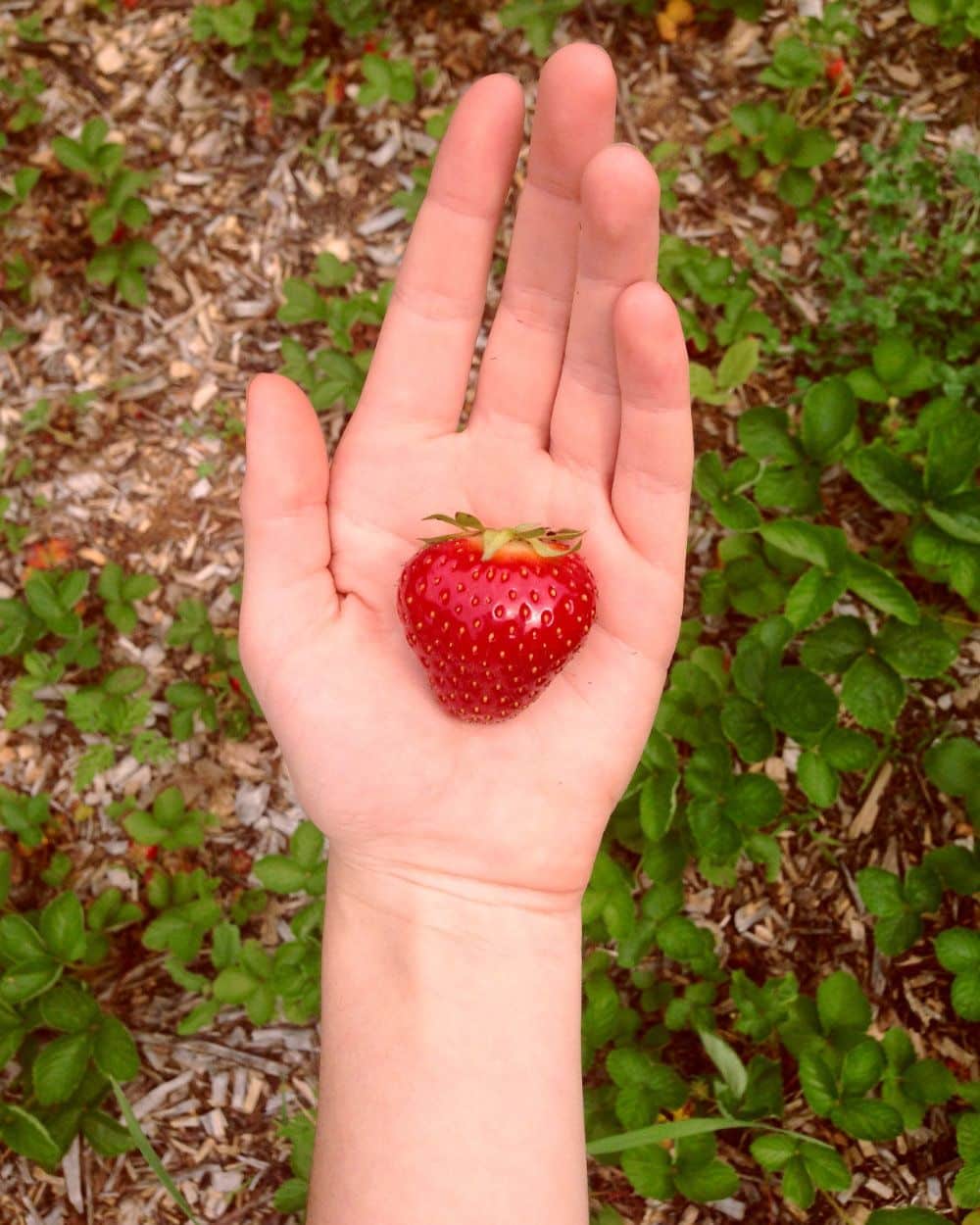 A hand holds a single, perfect home grown Goldberry strawberry.