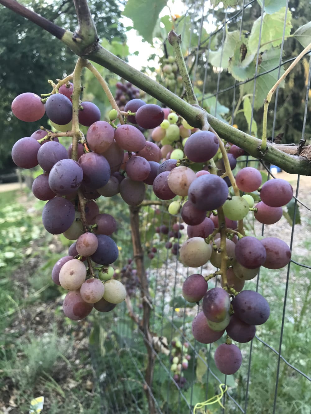 Grapes growing on a vine near the gates.