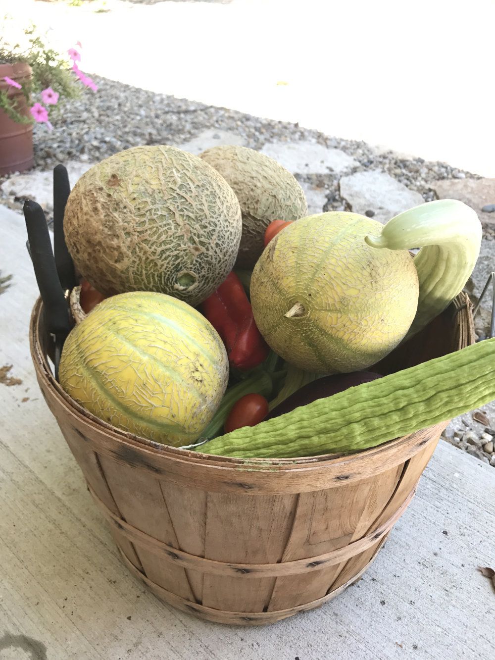A basket filled with home grown melons, cucumbers, and tomatoes.