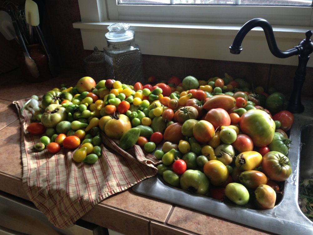 A sink overflowing with freshly picked assorted heirloom tomatoes.
