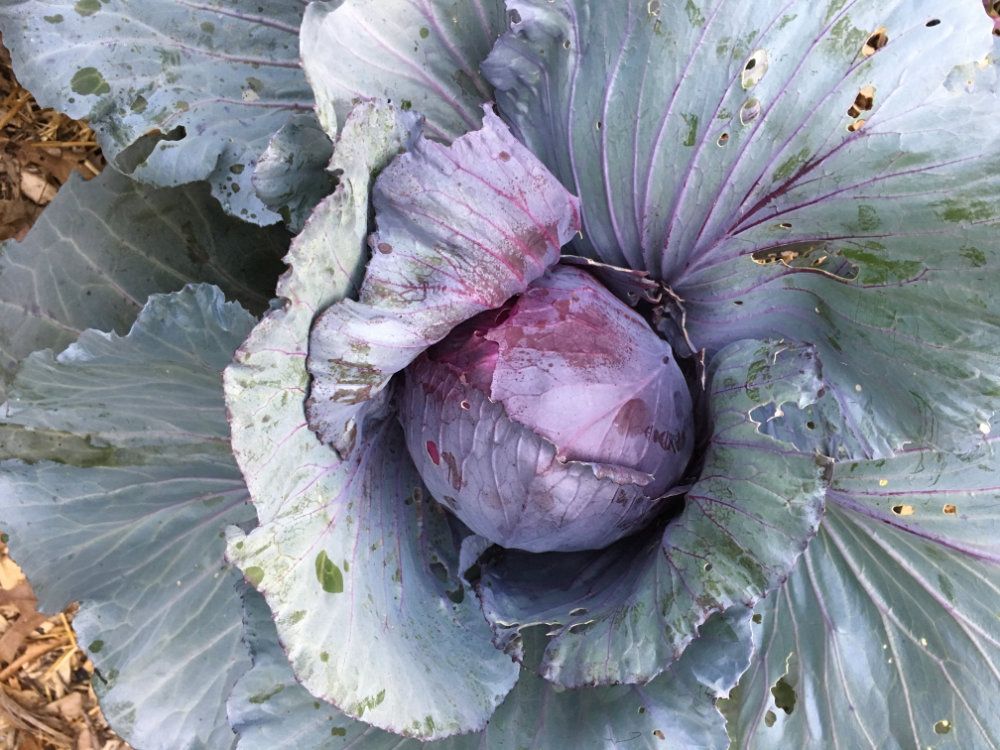 A huge head of beautiful purple cabbage.