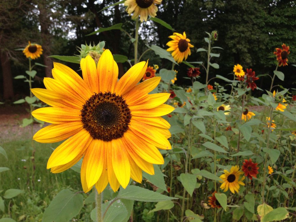 Gold and orange sunflowers grow taller than a person in the "fun" field.