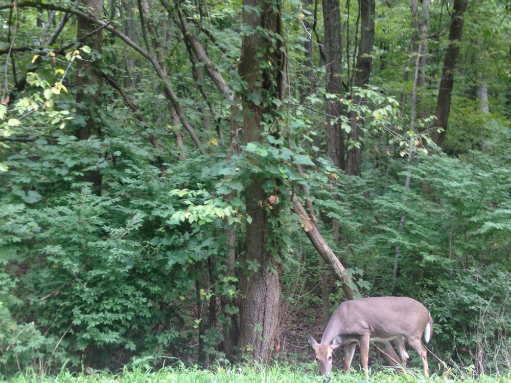 A deer grazes in front of the woods.