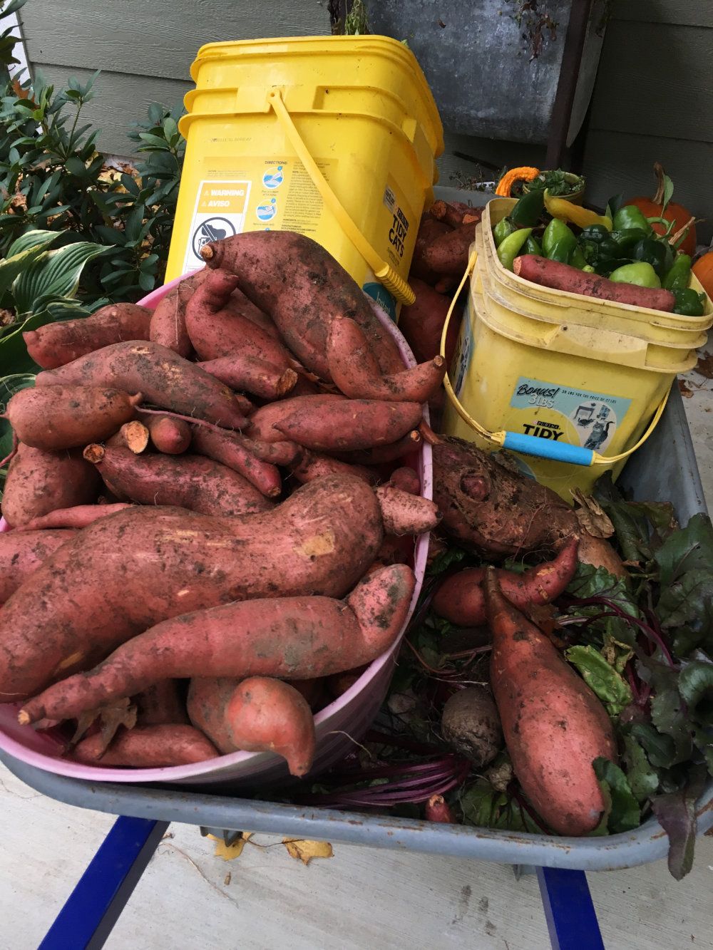 A wheelbarrow full of produce including sweet potatoes and peppers.