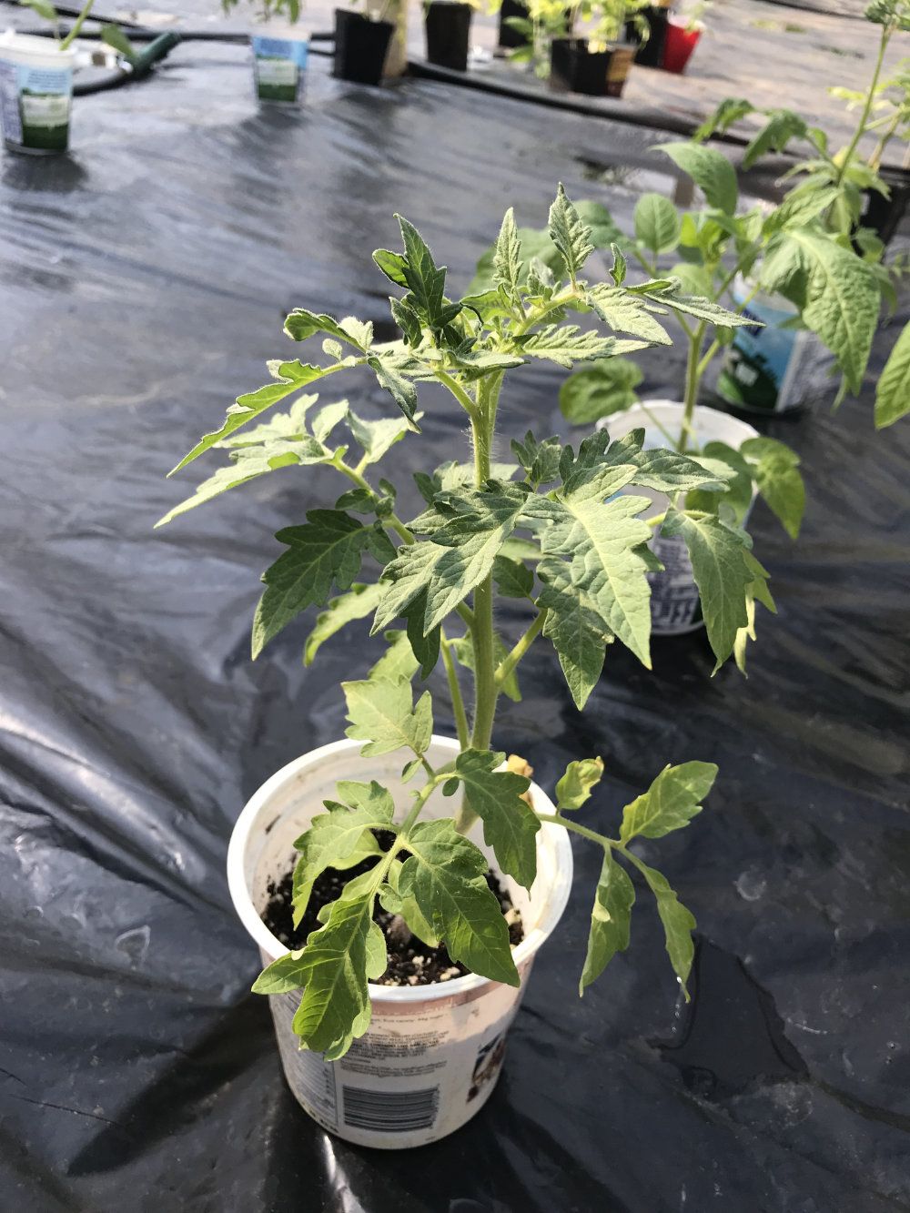 A young tomato plant sits in pot, ready to be planted.