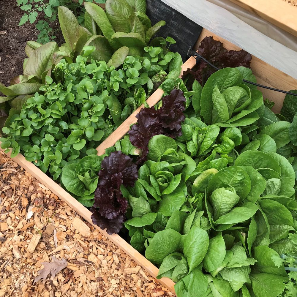 A box full of different lettuces ready to go to the farmers market.