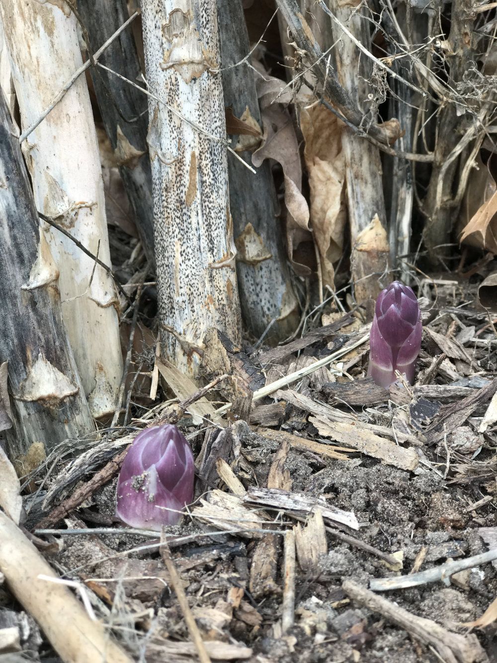 Purple asparagus beginning to grow above the ground.