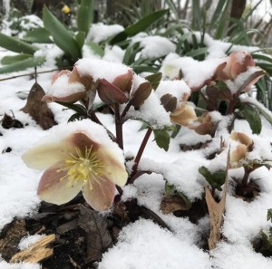 Hellebores in the snow