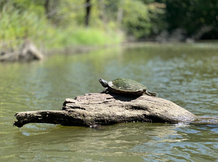 There is a beautiful, lovely turtle sitting on a little log, enjoying the day.