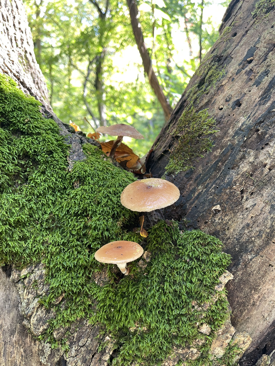 Mushrooms grow from moss on a tree in the woods.