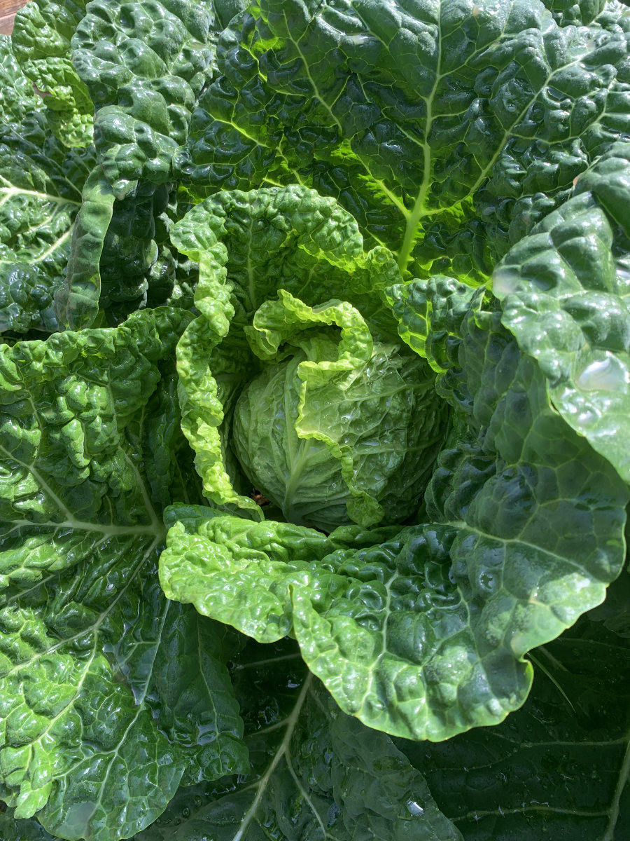 A large green head of cabbage growing in the field.