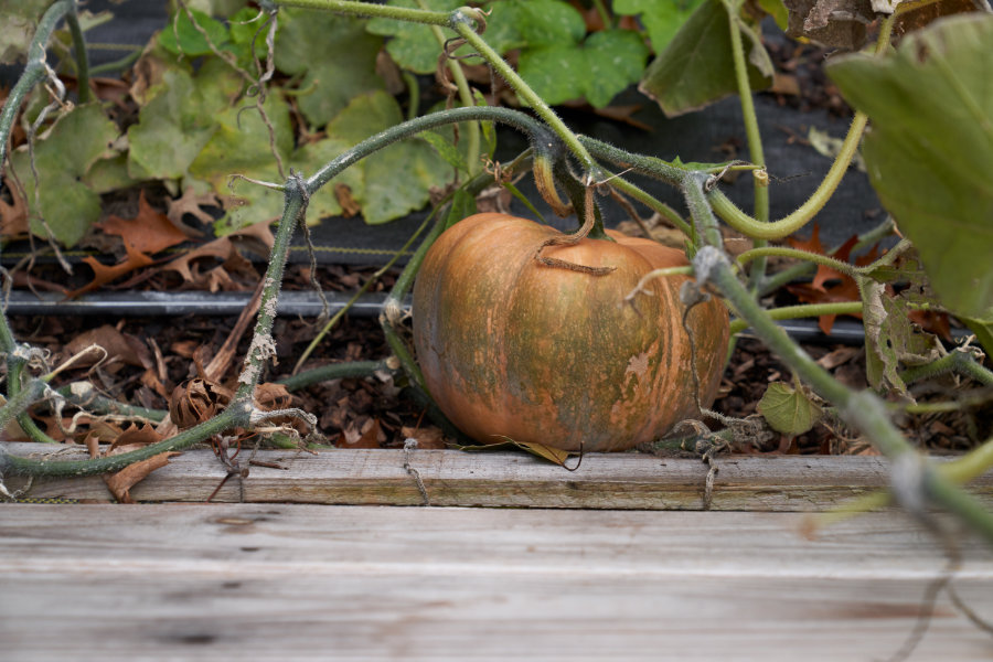 A green and orange pumpkin growing on a vine.