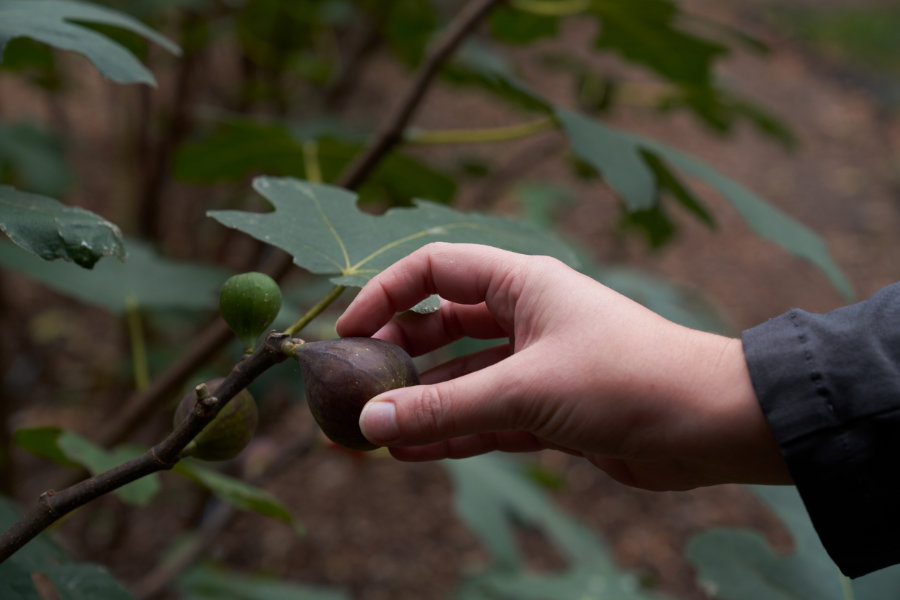 A hand holds a fig still on the tree.