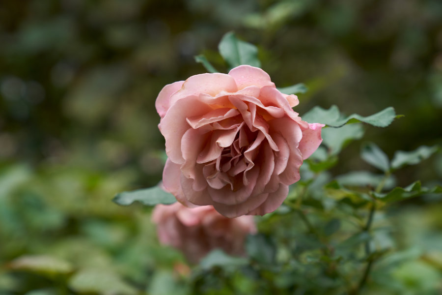 A close view of a pink rose in the rose garden.