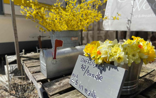 Daffodils $8 per bundle with honor mailbox