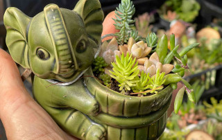 Elephant Succulent Pot