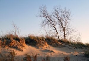 Bare winter trees on a dune at Indiana Dunes National Park