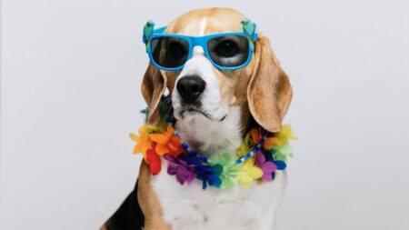 A beagle wearing sunglasses and a hawaiian flower lei necklace