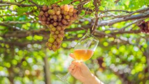 a person holding a filled wine glass near a bunch of grapes hanging on a vine
