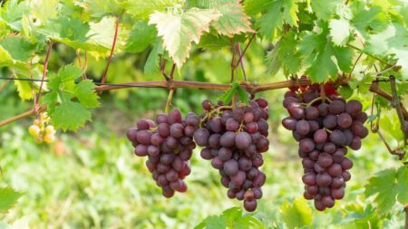 three clusters of red grapes on a grape vine in a beautiful vineyard