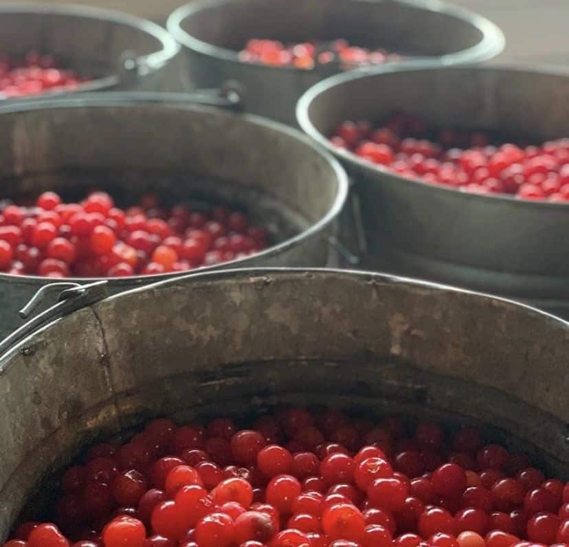 Goldberry’s Michigan Cherry-Jalapeno Jelly | Goldberry Woods