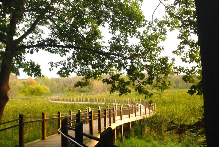 A raised wooden walkway snaking through a marshy natural area surrounded by trees
