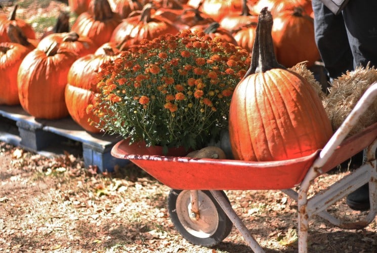 A wagon full of orange pumpkins and orange mum plants