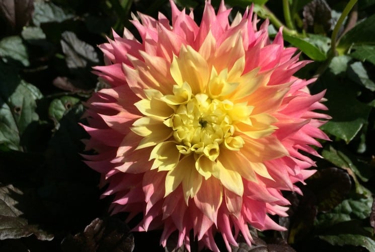 A large beautiful pink and yellow Dahlia flower