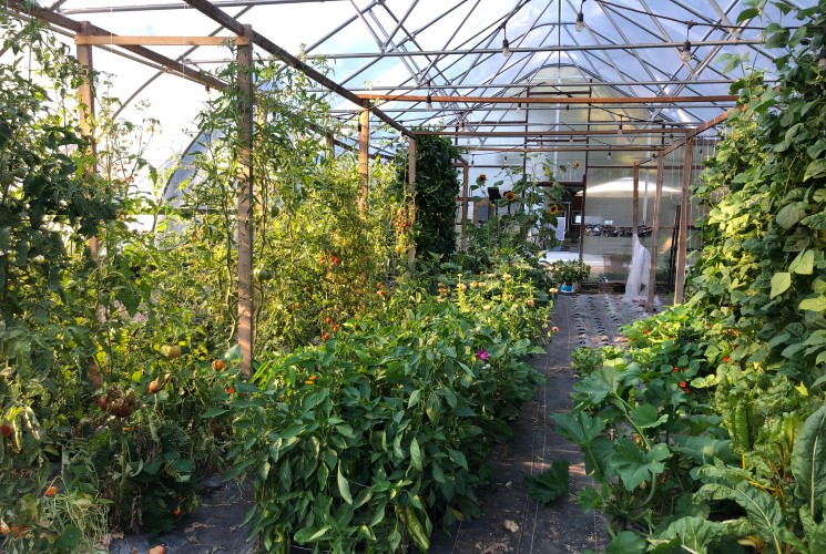 A large greenhouse full of lush green plants