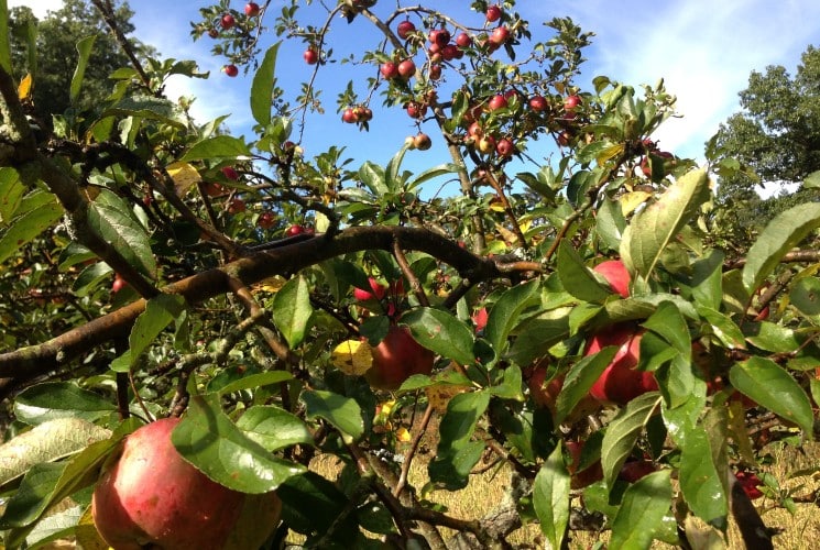 Branch of an apple tree loaded with fresh ripe red apples