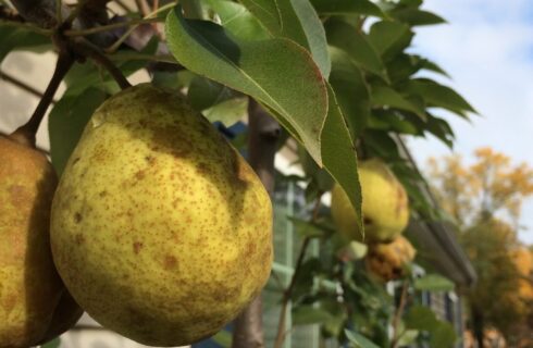 Large juicy pears hanging from a branch in a garden