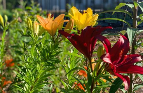 Gorgeous red and yellow lilies in a garden