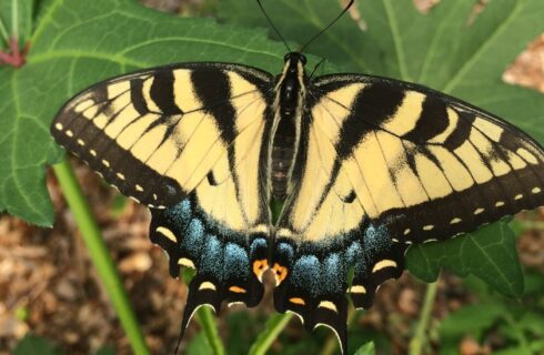 A large black and yellow butterfly sitting on a leaf