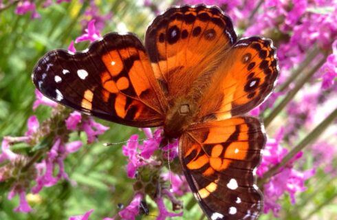 A gorgeous orange and black butterfly sitting on a stem of purple flowers