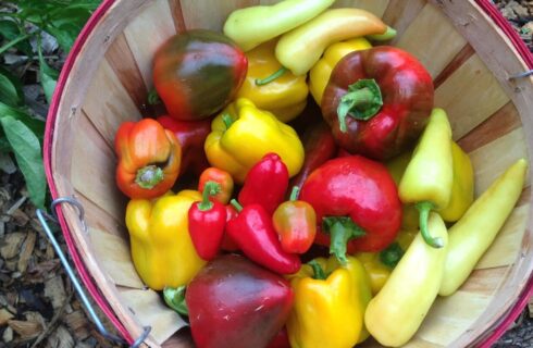 A bushel basket full of all kinds of colored peppers
