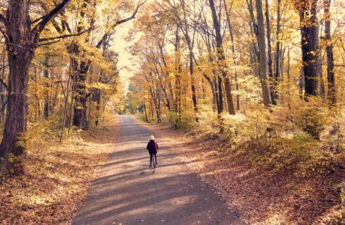 A single person bike riding down an empty path in the woods full of fall colored trees bathed in sunshine