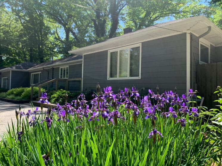 Outside view of a grey cottage with white trim, and bright purple iris flowers