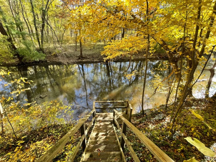 Wood stairway leading down to a creek with fall colored trees
