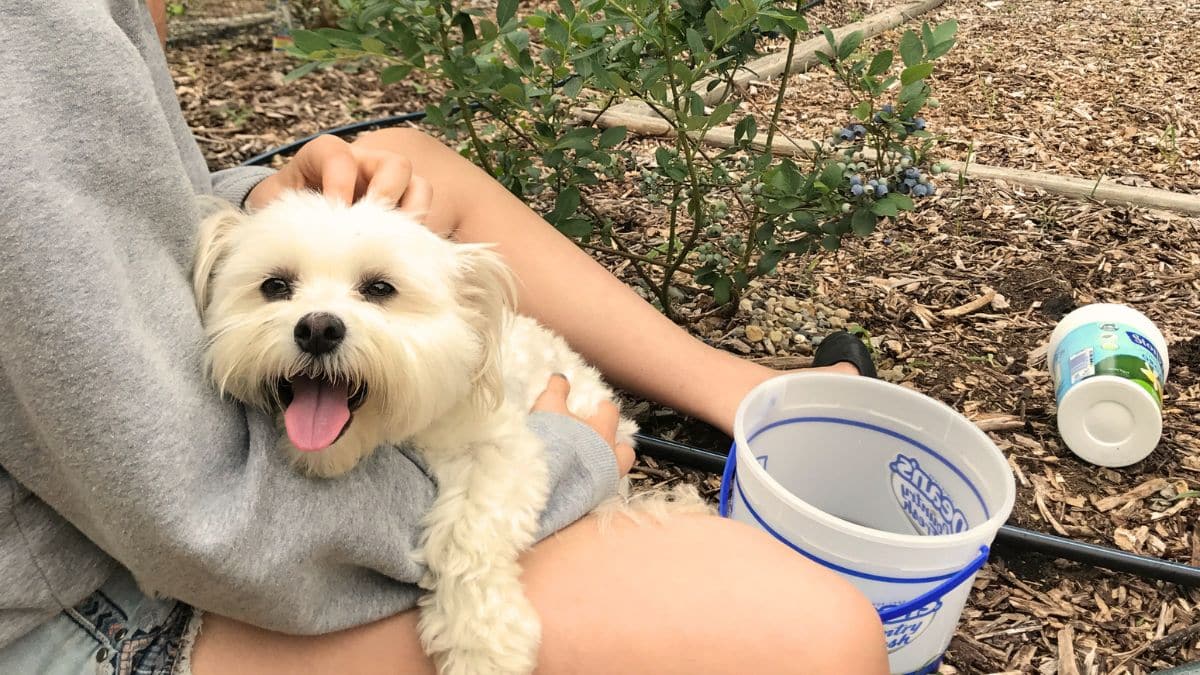 Enjoy a day at a farm resort with your dog at Goldberry Woods in Michigan.