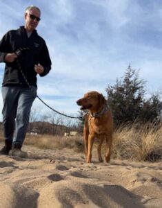 Red Lab walking on a leash in the sand on the beaches of Lake Michigan