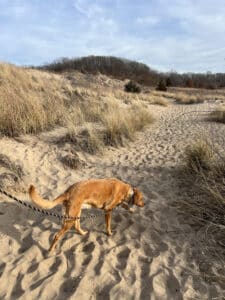 Red Lab walking in the sand at the Indiana Dunes National Park